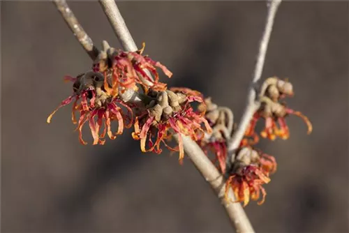 Zaubernuss 'Diane' - Hamamelis interm.'Diane'