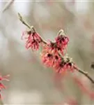 Zaubernuss 'Diane' - Hamamelis interm.'Diane'