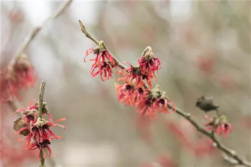 Zaubernuss 'Diane' - Hamamelis interm.'Diane'