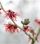 Zaubernuss 'Diane' - Hamamelis interm.'Diane'