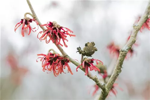 Zaubernuss 'Diane' - Hamamelis interm.'Diane'