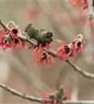 Zaubernuss 'Diane' - Hamamelis interm.'Diane'