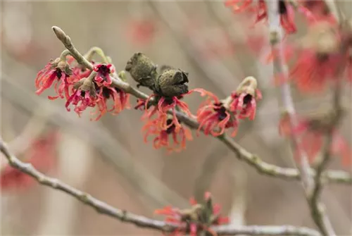 Zaubernuss 'Diane' - Hamamelis interm.'Diane'