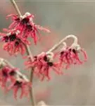 Zaubernuss 'Diane' - Hamamelis interm.'Diane'