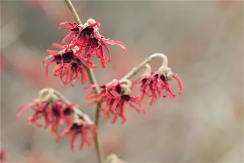 Zaubernuss 'Diane' - Hamamelis interm.'Diane'