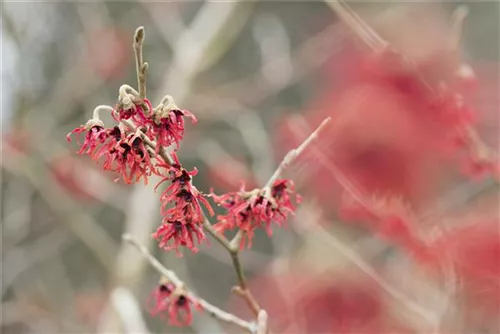 Zaubernuss 'Diane' - Hamamelis interm.'Diane'