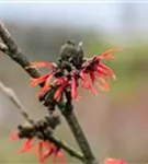 Zaubernuss 'Diane' - Hamamelis interm.'Diane'