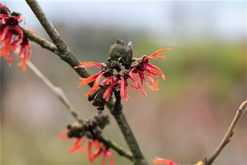 Zaubernuss 'Diane' - Hamamelis interm.'Diane'