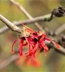 Zaubernuss 'Diane' - Hamamelis interm.'Diane'