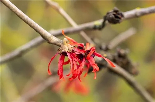 Zaubernuss 'Diane' - Hamamelis interm.'Diane'