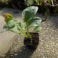 Hosta sieboldiana 'Elegans', P 0,5 