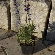 Lavandula angustifolia, P 0,5 