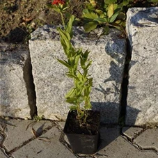 Lychnis chalcedonica, P 0,5 