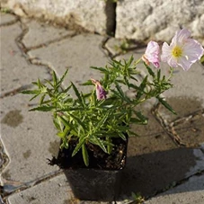 Oenothera speciosa 'Siskiyou', P 0,5 