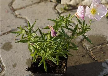 Oenothera speciosa 'Siskiyou' - Garten-Nachtkerze