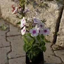 Phlox paniculata 'Europa', P 1 