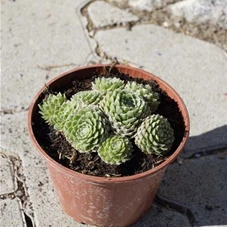 Sempervivum arachn.'Silberkarneol', P 0,5 