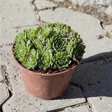 Sempervivum marmoreum 'Mondstein', P 0,5 