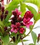 Weigelie 'Bristol Ruby' - Weigela 'Bristol Ruby'