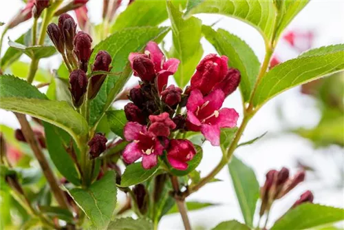 Weigelie 'Bristol Ruby' - Weigela 'Bristol Ruby'