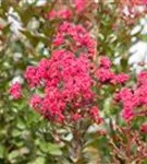 Chinesische Kräselmyrte - Lagerstroemia indica 'Pink Velour'