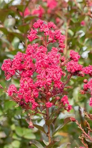 Lagerstroemia indica 'Pink Velour'