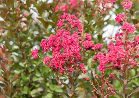 Lagerstroemia indica 'Pink Velour' - Chinesische Kräselmyrte