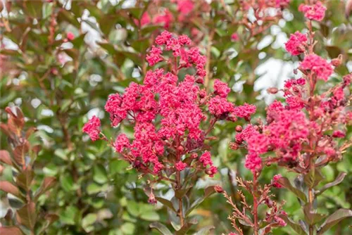 Chinesische Kräselmyrte - Lagerstroemia indica 'Pink Velour'