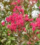 Chinesische Kräselmyrte - Lagerstroemia indica 'Pink Velour'