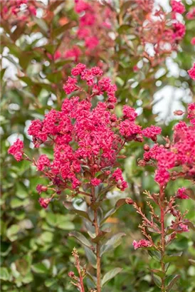 Chinesische Kräselmyrte - Lagerstroemia indica 'Pink Velour'