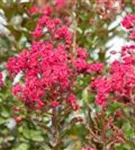 Chinesische Kräselmyrte - Lagerstroemia indica 'Pink Velour'