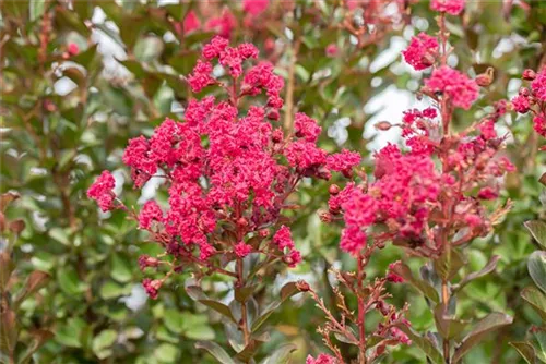 Chinesische Kräselmyrte - Lagerstroemia indica 'Pink Velour'