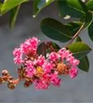 Kräuselmyrte 'Rhapsody in Pink'® - Lagerstroemia indica 'Rhapsody in Pink'®