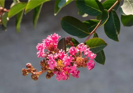 Lagerstroemia indica 'Rhapsody in Pink'® - Kräuselmyrte 'Rhapsody in Pink'®