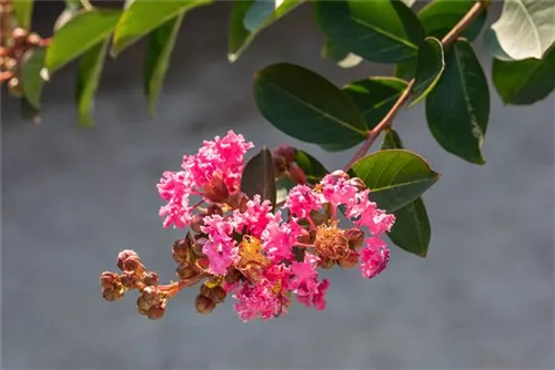 Kräuselmyrte 'Rhapsody in Pink'® - Lagerstroemia indica 'Rhapsody in Pink'®