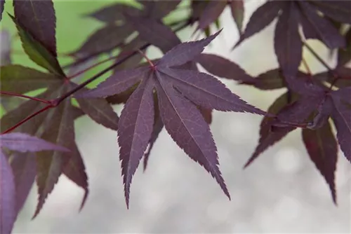 Roter Fächerahorn - Acer palmatum 'Atropurpureum' - Ziergehölze