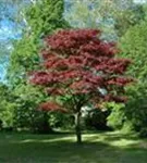 Roter Fächerahorn - Acer palmatum 'Atropurpureum' - Ziergehölze