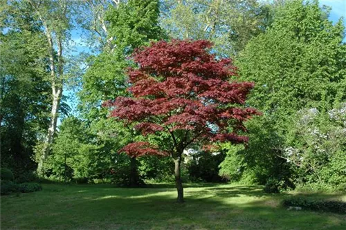 Roter Fächerahorn - Acer palmatum 'Atropurpureum' - Ziergehölze