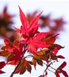 Roter Fächerahorn - Acer palmatum 'Atropurpureum' - Ziergehölze