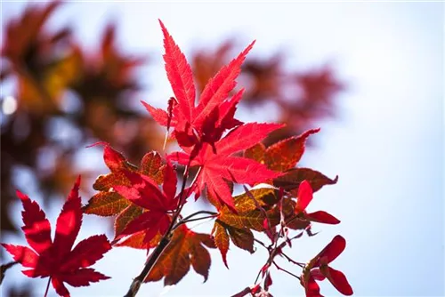 Roter Fächerahorn - Acer palmatum 'Atropurpureum' - Ziergehölze