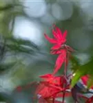 Roter Fächerahorn - Acer palmatum 'Atropurpureum' - Ziergehölze