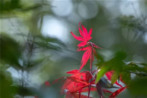 Roter Fächerahorn - Acer palmatum 'Atropurpureum' - Ziergehölze