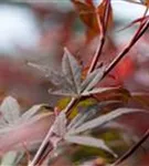 Roter Fächerahorn - Acer palmatum 'Atropurpureum' - Ziergehölze