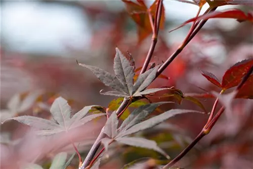 Roter Fächerahorn - Acer palmatum 'Atropurpureum' - Ziergehölze