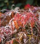 Synonym - Acer palmatum 'Garnet'