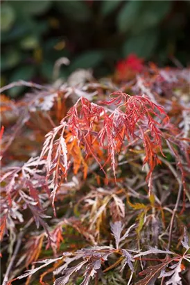 Synonym - Acer palmatum 'Garnet'