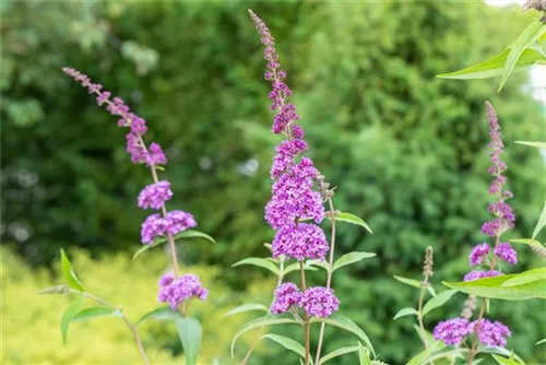 Sommerflieder 'Ile de France' - Buddleja 'Ile de France'