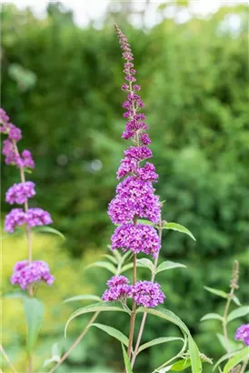 Sommerflieder 'Ile de France' - Buddleja 'Ile de France'