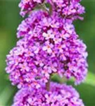 Sommerflieder 'Ile de France' - Buddleja 'Ile de France'