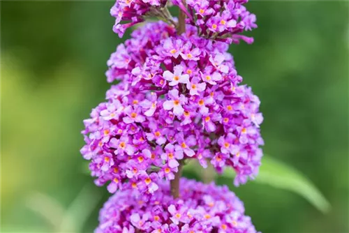 Sommerflieder 'Ile de France' - Buddleja 'Ile de France'